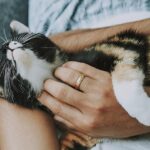A serene image of a person gently petting a relaxed cat, symbolizing the calming and therapeutic effects of feline companionship.