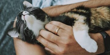 A serene image of a person gently petting a relaxed cat, symbolizing the calming and therapeutic effects of feline companionship.