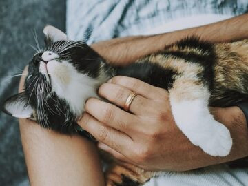 A serene image of a person gently petting a relaxed cat, symbolizing the calming and therapeutic effects of feline companionship.