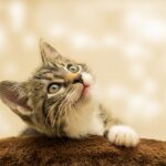 Cat's purring providing therapeutic benefits to owner.