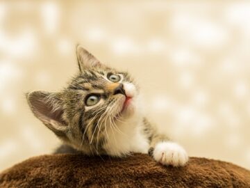 Cat's purring providing therapeutic benefits to owner.