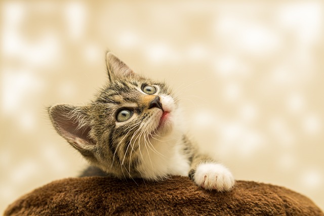Cat's purring providing therapeutic benefits to owner.