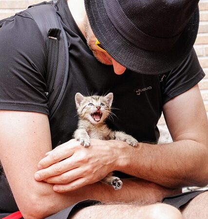 Traveling with Your Cat: Tips for Stress-Free Journeys