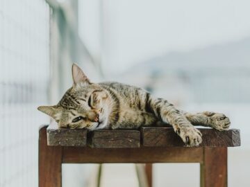 Indoor cat lounging by a window while an outdoor cat explores a garden, illustrating the contrast between indoor vs outdoor cat lifestyles.