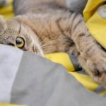 Sick-looking cat lying on a blanket with droopy eyes and low energy, showing early signs of illness