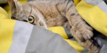 Sick-looking cat lying on a blanket with droopy eyes and low energy, showing early signs of illness
