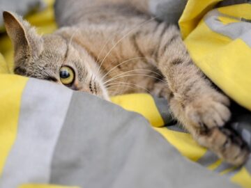Sick-looking cat lying on a blanket with droopy eyes and low energy, showing early signs of illness