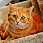 How to Create the Perfect Cat Room at Home
