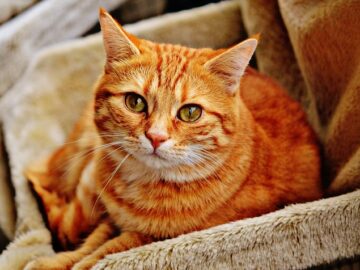 How to Create the Perfect Cat Room at Home