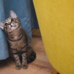 cat scratch training