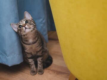 cat scratch training