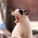Gray tabby cat sitting on a windowsill, meowing loudly