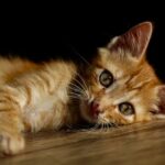 Cat staring into a dark corner of a room with a mysterious expression, suggesting a supernatural or ghostly presence