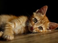 Cat staring into a dark corner of a room with a mysterious expression, suggesting a supernatural or ghostly presence