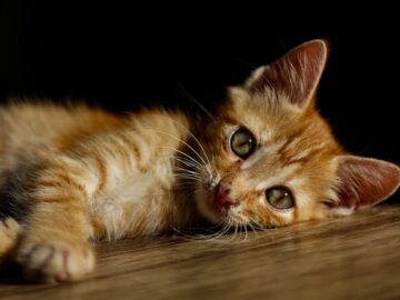 Cat staring into a dark corner of a room with a mysterious expression, suggesting a supernatural or ghostly presence