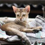 Top 10 Weird Cat Behaviors (And What They Mean)