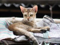 Top 10 Weird Cat Behaviors (And What They Mean)