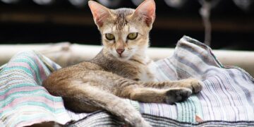 Top 10 Weird Cat Behaviors (And What They Mean)