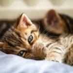 Peaceful cat lying on a bed in a sunbeam, symbolizing mindfulness and calm