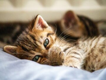 Peaceful cat lying on a bed in a sunbeam, symbolizing mindfulness and calm