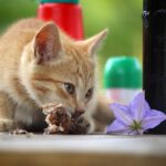 Cat eating safe human food from owner's hand in kitchen