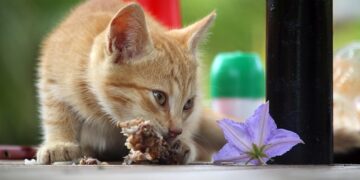 Cat eating safe human food from owner's hand in kitchen