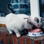 Healthy cat eating from a food bowl with fresh ingredients nearby