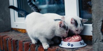 Healthy cat eating from a food bowl with fresh ingredients nearby