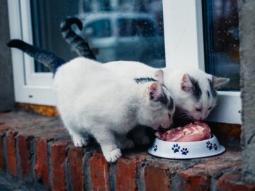 Healthy cat eating from a food bowl with fresh ingredients nearby