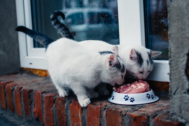 Understanding Cat Nutrition: What Should Your Cat Eat?