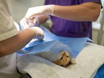 Cat at the veterinary clinic during a routine checkup