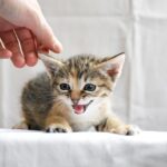 How to Adopt a Cat Near Me