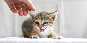 How to Adopt a Cat Near Me