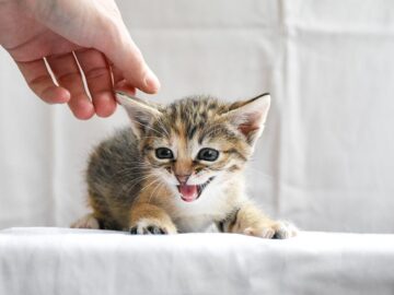 How to Adopt a Cat Near Me