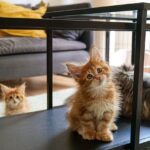 Cozy indoor setup for a cat with scratching post, bed, and toys
