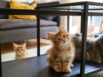 Cozy indoor setup for a cat with scratching post, bed, and toys