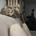 Jealous cat staring at owner petting another pet, showing signs of feline jealousy and possessiveness