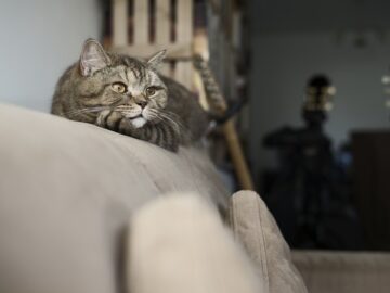 Jealous cat staring at owner petting another pet, showing signs of feline jealousy and possessiveness