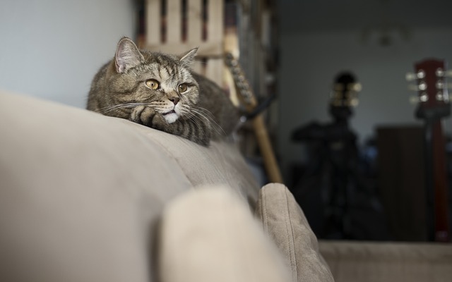 Do Cats Get Jealous