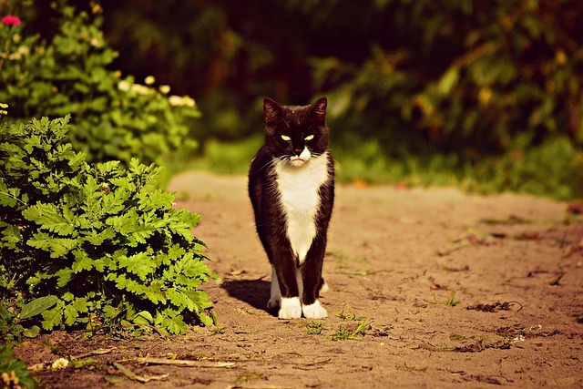 Abandoned but Not Forgotten: How One Cat Found Her Forever Home