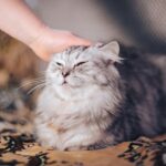 A calm tabby cat sitting beside its owner, staring cautiously at a person in the distance, ears alert and tail curled tightly—symbolizing deep intuition.