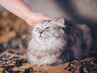 A calm tabby cat sitting beside its owner, staring cautiously at a person in the distance, ears alert and tail curled tightly—symbolizing deep intuition.