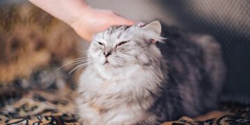A calm tabby cat sitting beside its owner, staring cautiously at a person in the distance, ears alert and tail curled tightly—symbolizing deep intuition.