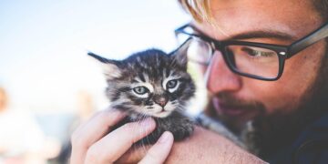 A person sitting on a couch with a calm cat curled in their lap, both bathed in warm sunlight, symbolizing comfort and peace.