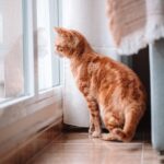 A lonely cat sitting by a window, gazing outside with soft light casting a gentle shadow, symbolizing waiting for its owner to return.