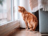 A lonely cat sitting by a window, gazing outside with soft light casting a gentle shadow, symbolizing waiting for its owner to return.