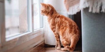A lonely cat sitting by a window, gazing outside with soft light casting a gentle shadow, symbolizing waiting for its owner to return.
