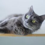 A curious cat staring into a blank space, possibly sensing something invisible to humans.