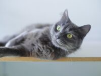 A curious cat staring into a blank space, possibly sensing something invisible to humans.