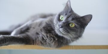 A curious cat staring into a blank space, possibly sensing something invisible to humans.
